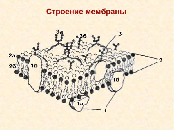 Наружная клеточная мембрана строение рисунок