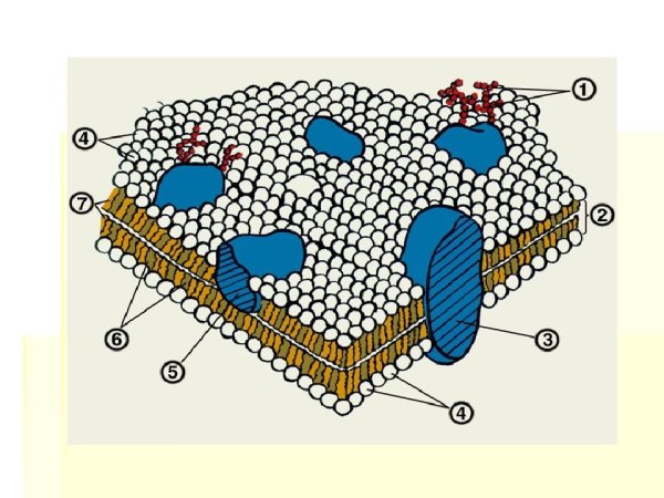 Плазматическая мембрана строение биохимия