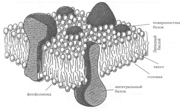 Интегральные полуинтегральные и периферические белки