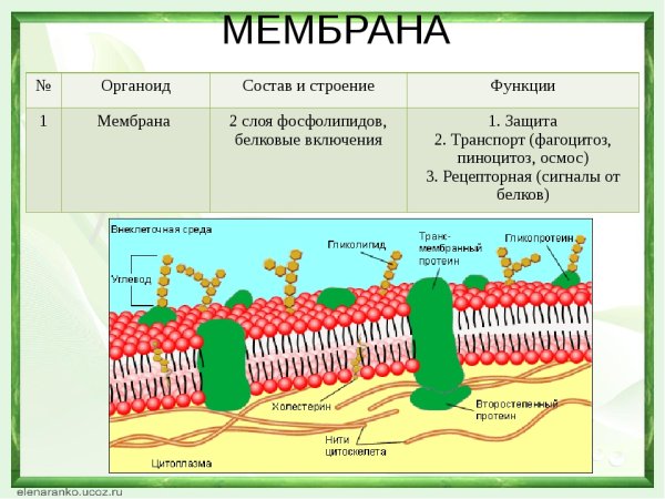 Структура клетки плазматическая мембрана
