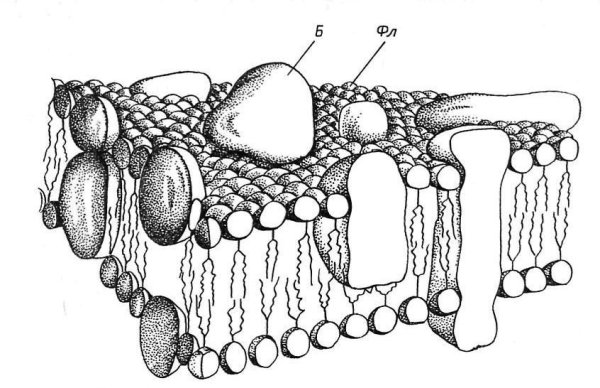 Клеточная мембрана плазмалемма