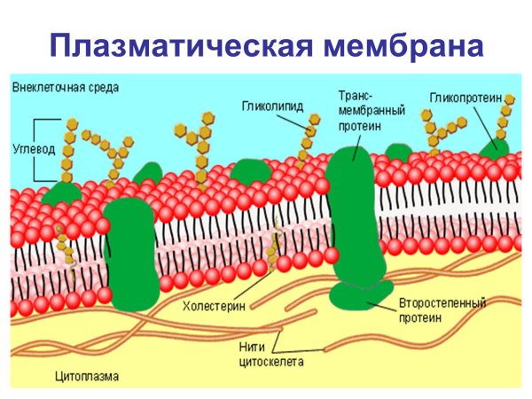 Структура плазматической мембраны строение