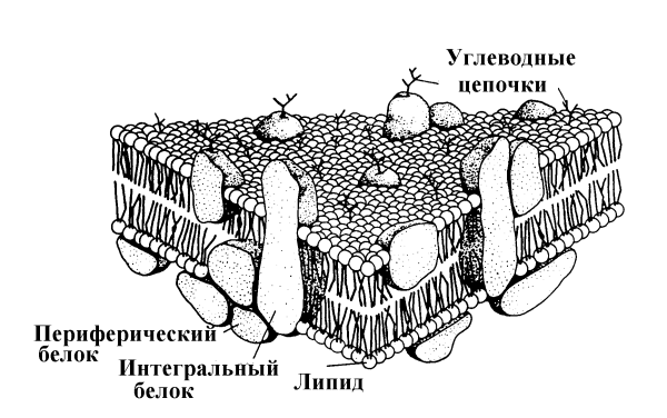 Жидкостно-мозаичная модель строения цитоплазматической мембраны