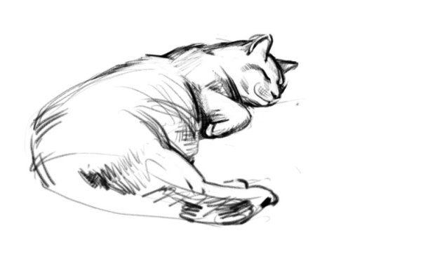 Наброски кошек