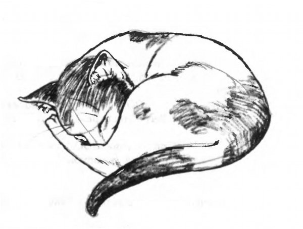 Кошка спит раскраска