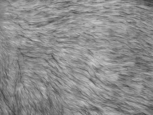 Серая шерсть текстура