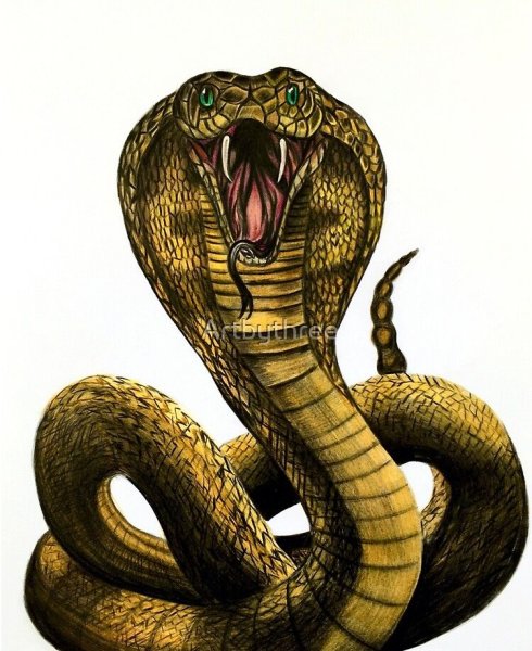 Королевская Кобра Гефке