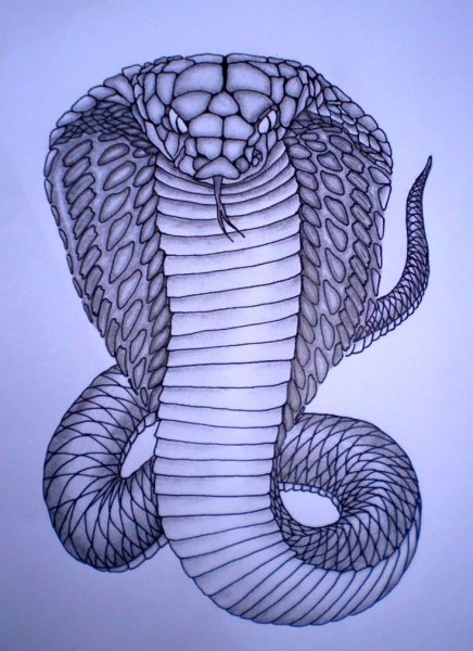 Как рисовать змеиный хвост