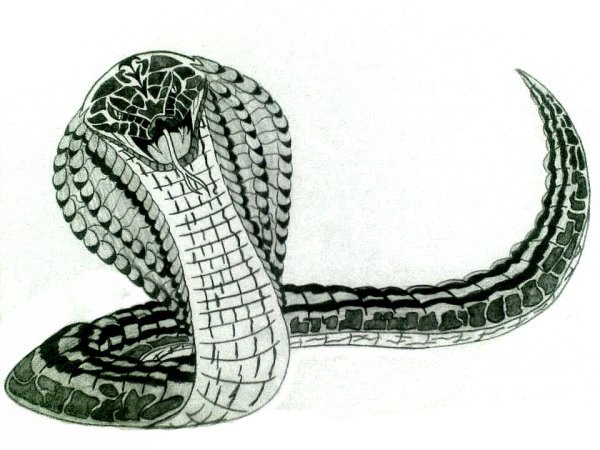 Змея рисунок