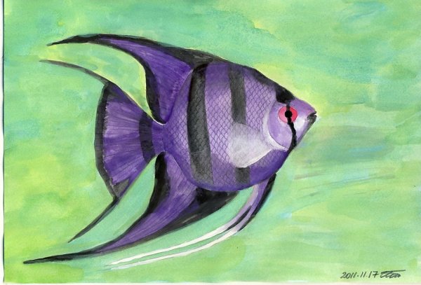 Скалярия рыбка красками