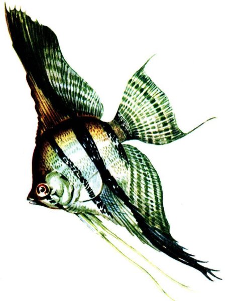 Скалярии аквариумные рыбки