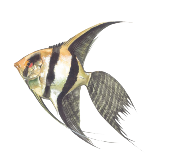 Скалярия аквариумная рыбка на белом фоне