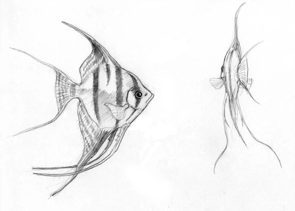 Скалярия анатомия