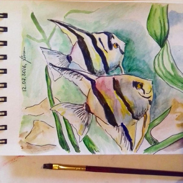 Скалярия цветными карандашами