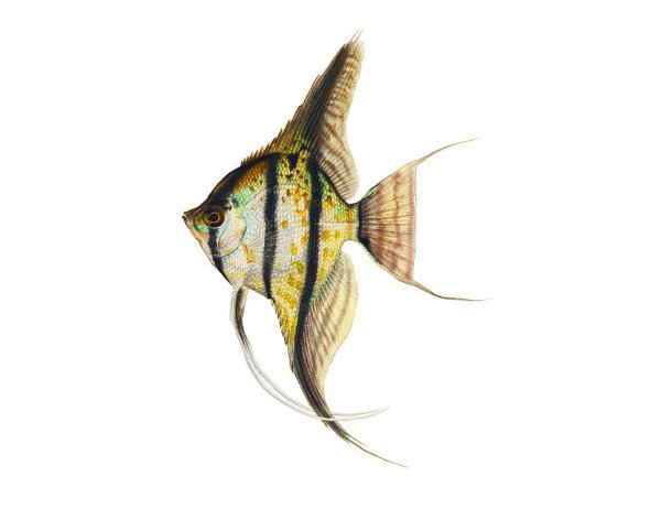 Рыбка Скалярия