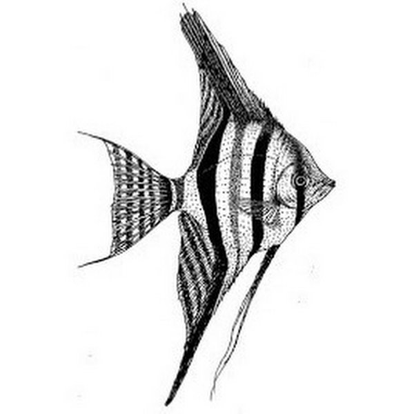 Скалярия аквариумная