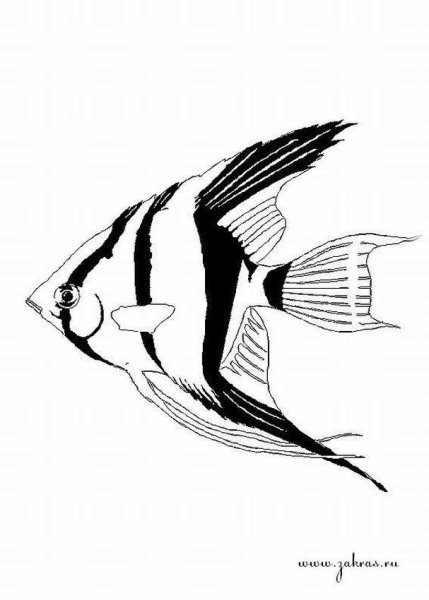 Скалярия аквариумная рыбка раскраска