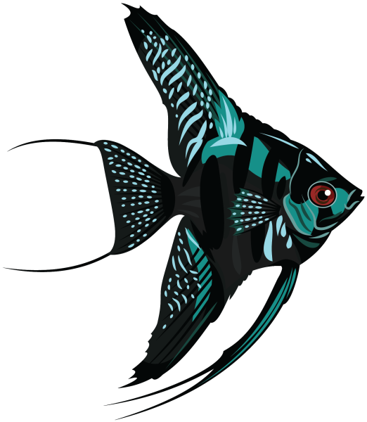 Скалярии аквариумные рыбки