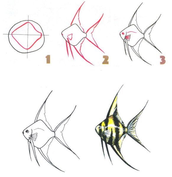 Рисунок рыбы поэтапно