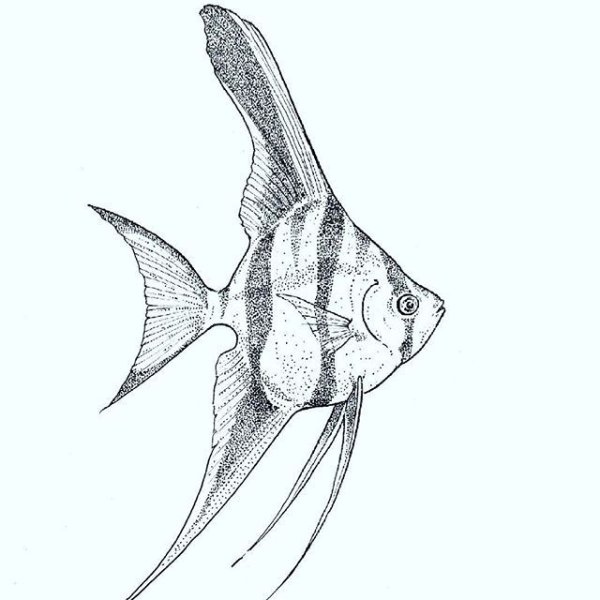 Раскраска Скалярия