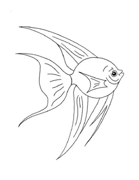 Раскраска аквариумные рыбки скалярии