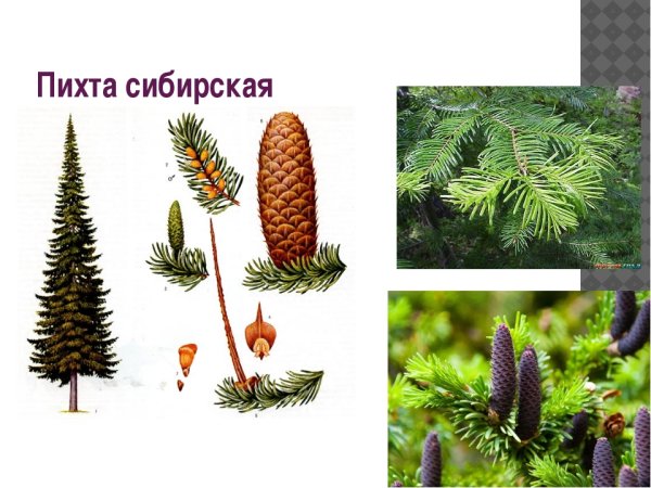 Пихта Сибирская дерево