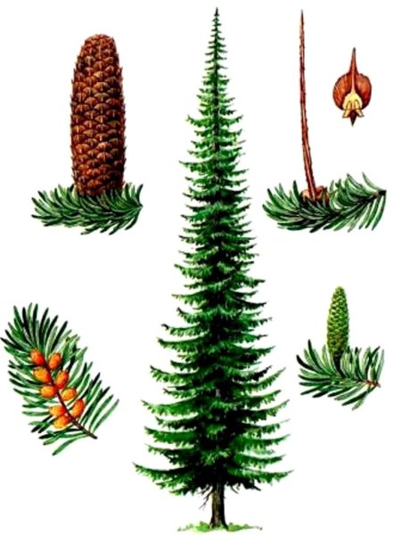 Пихта Сибирская хвоинки