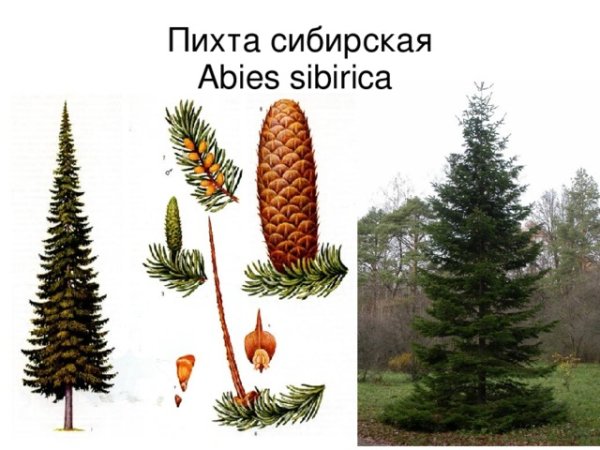 Строение шишки пихты сибирской
