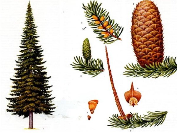 Пихта Сибирская строение