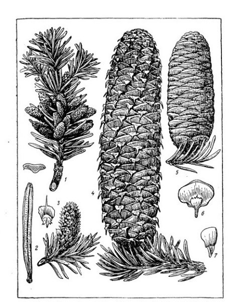 Пихта Сибирская побег