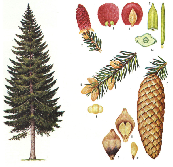 Пихта Сибирская Фармакогнозия