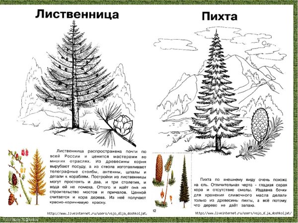 Рисунок хвоинки пихты сибирской