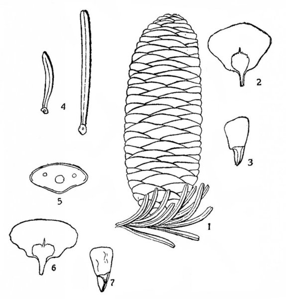 Пихта Сибирская шишки рисунок