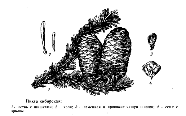 Ель обыкновенная побег