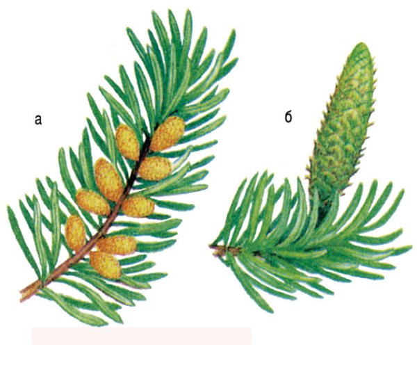 Пихта Сибирская семенные чешуи