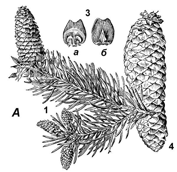 Пихта Сибирская побеги с хвоей и почками;