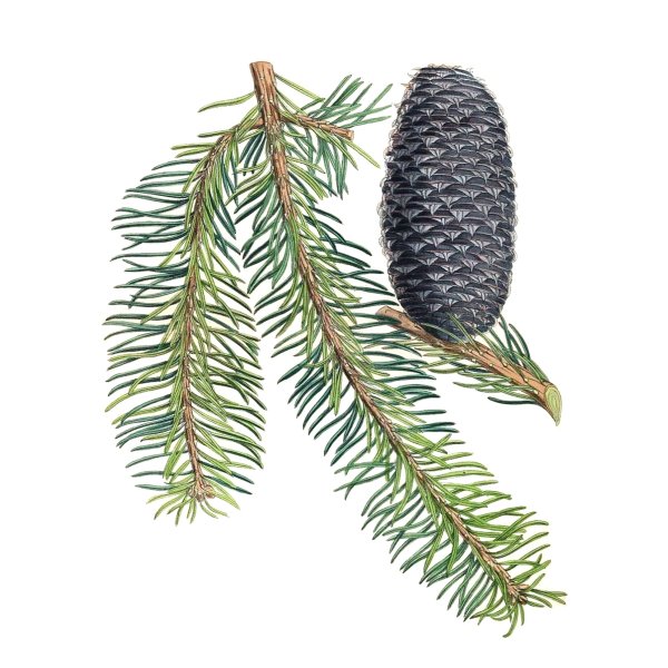 Хвоинки дерева ель обыкновенная