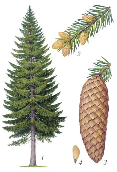 Сибирская пихта веточка