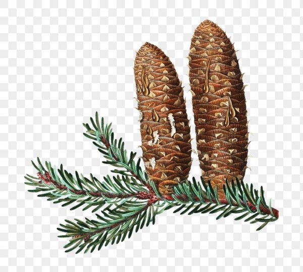 Пихта Сибирская побег