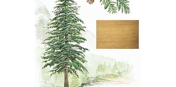 Ель Сибирская Фармакогнозия