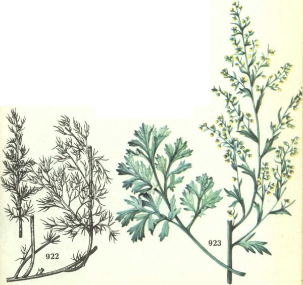 Полынь метельчатая фарм