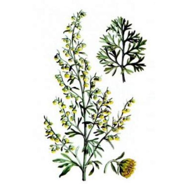 Полынь Фармакогнозия