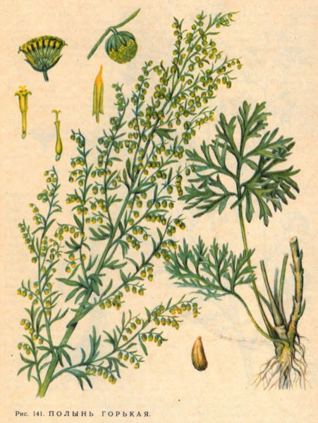 Полынь горькая ЛРС