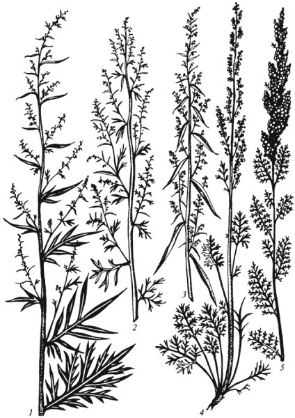 Полынь горькая Ботанический рисунок