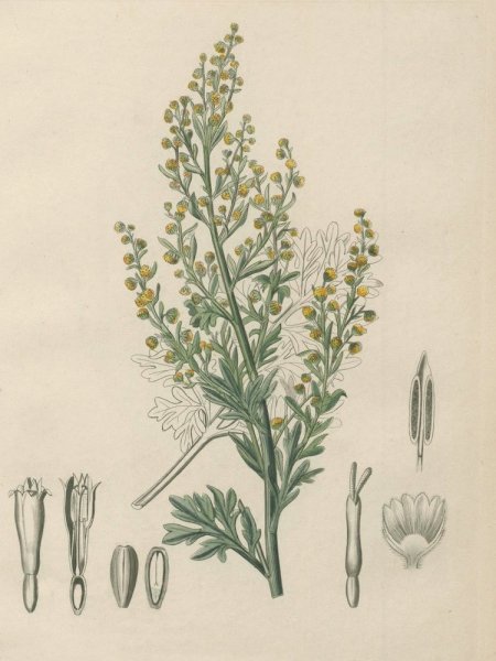 Полынь горькая чернобыльник