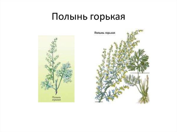 Полынь обыкновенная чернобыльник ГФ