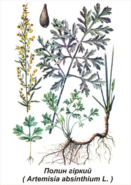 Полынь горькая гербарий