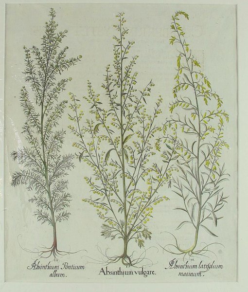 Полынь рисунок