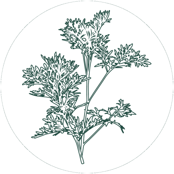 Полынь горькая