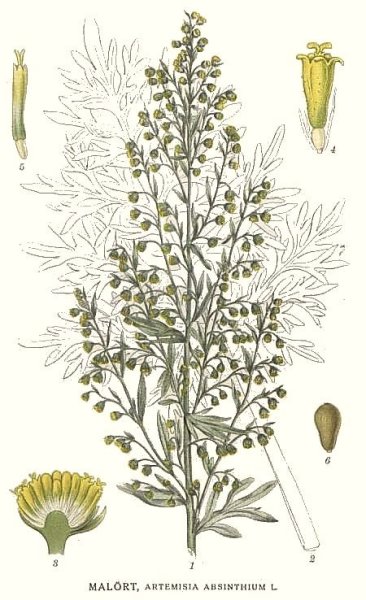 Полынь горькая Ботанический рисунок